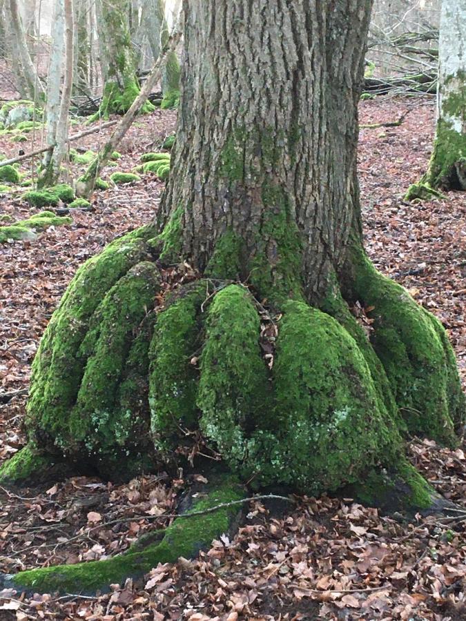 Liten Stuga Mitt I Naturen Pa Kinnekulle Hällekis Dış mekan fotoğraf